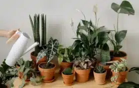 Indoor Gardening In New York